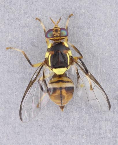Réf. 358 395 : Bactrocera dorsalis